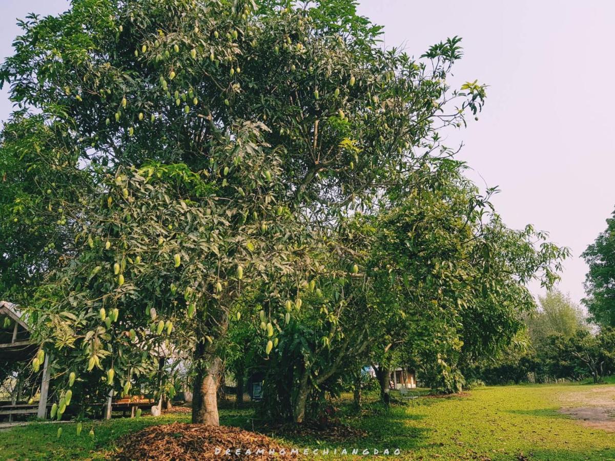 Dreamhome Chiangdao Chiang Dao Dış mekan fotoğraf
